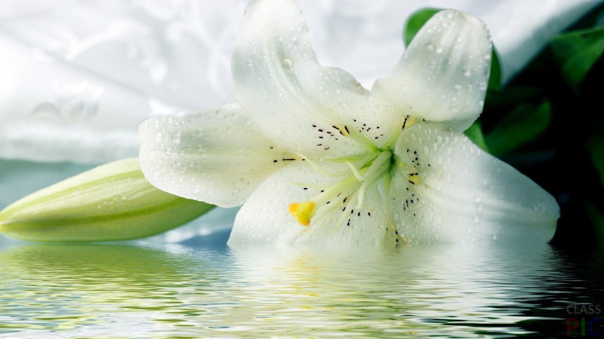 Лилии с каплями воды