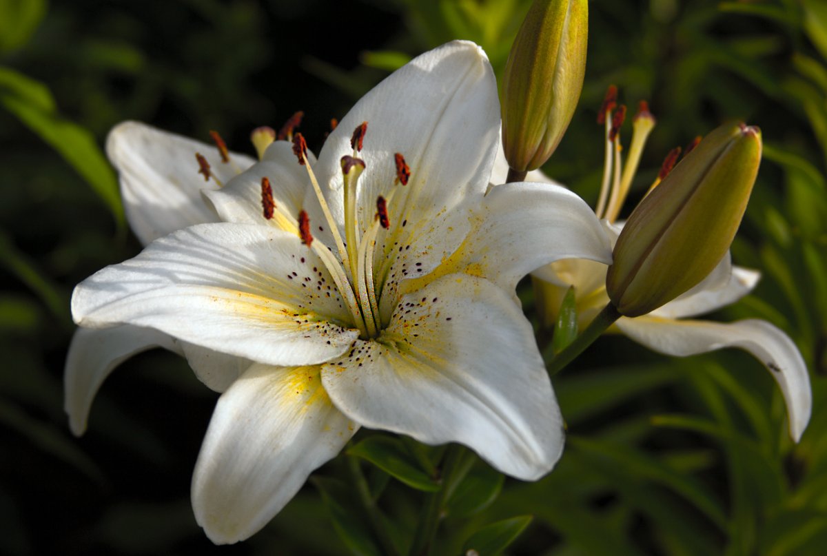 Лилия лилии Белгравия