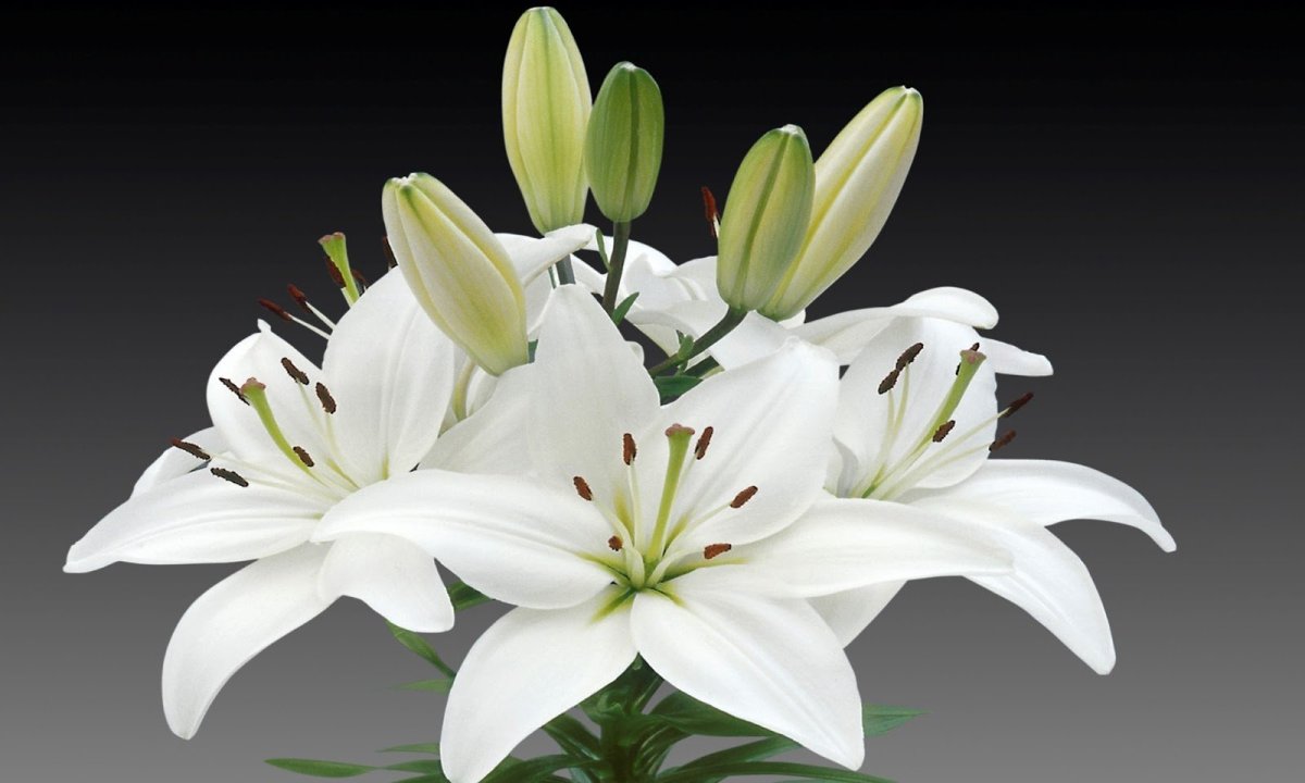 06550 Эдем лилии белый