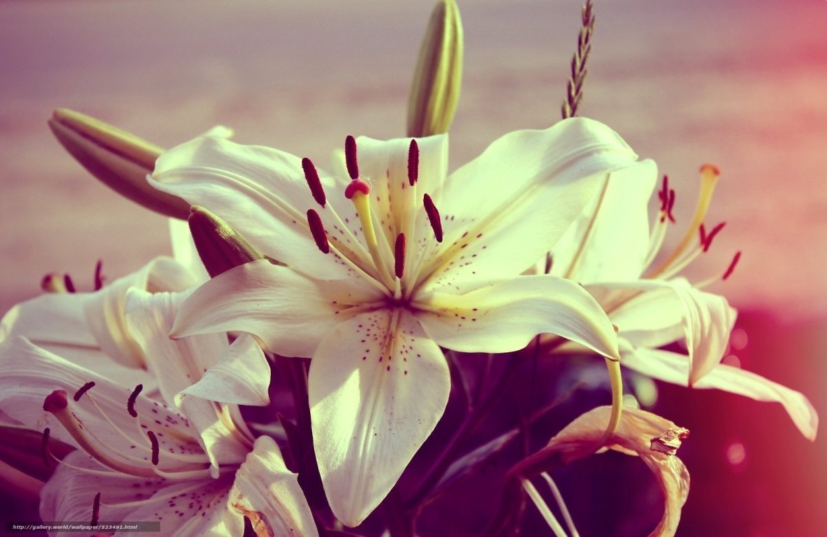 Лилия Великий Альберт