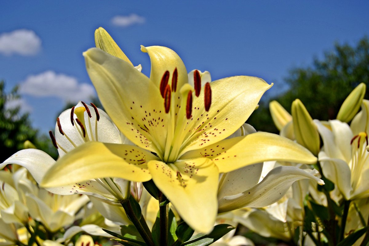 Полевая Лилия в Израиле