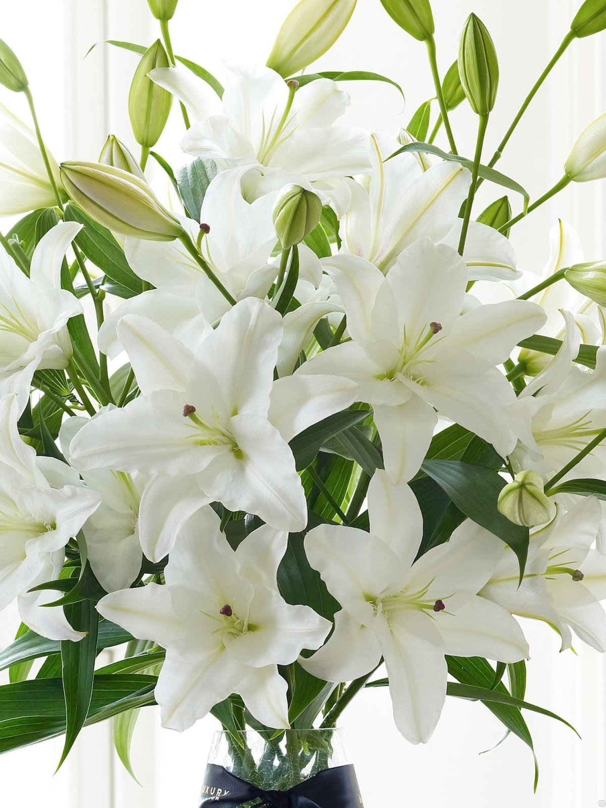 Лилия Алма Ата