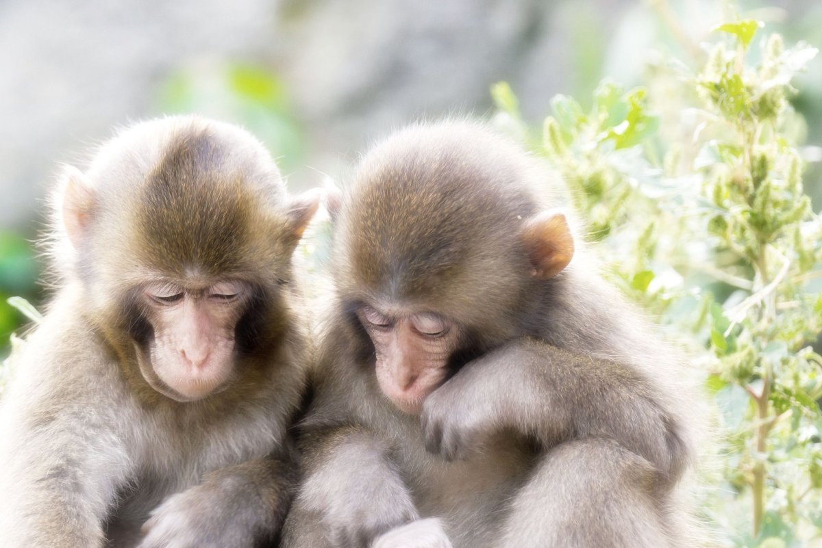 Две влюбленные обезьянки