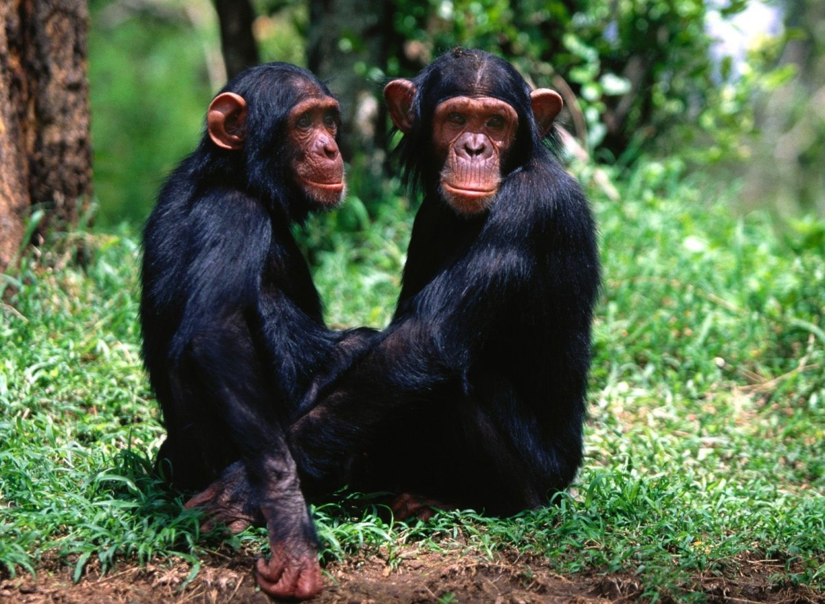 Разные обезьяны