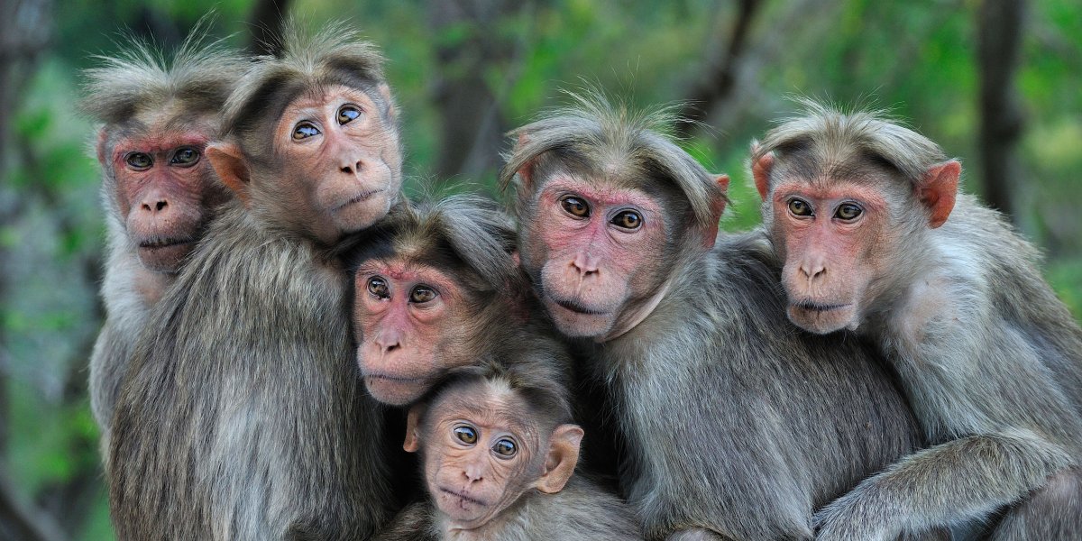 Пагайский макак