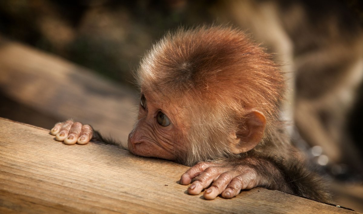Обезьянки обнимаются