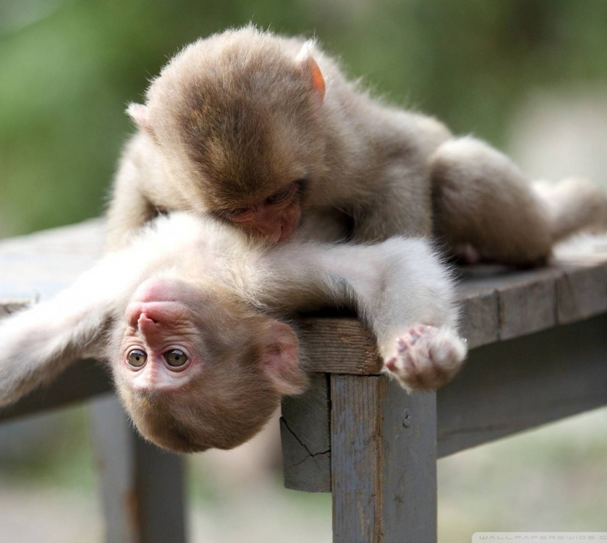 Веселые животные