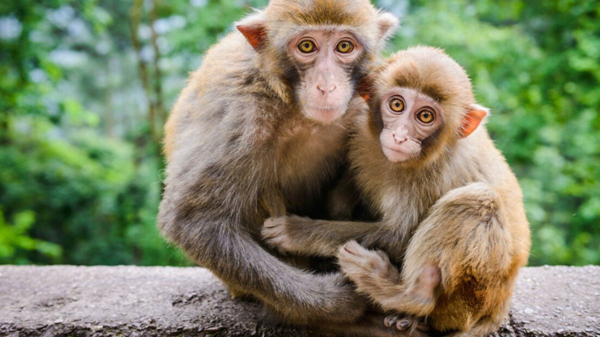 Пара обезьян