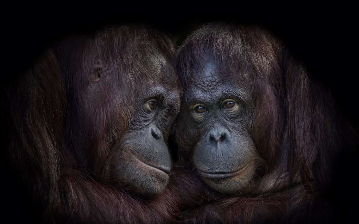 Шимпанзе и орангутанг