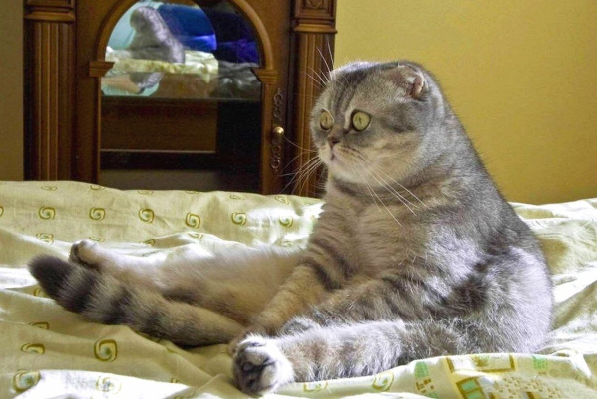 Сижу дома прикол