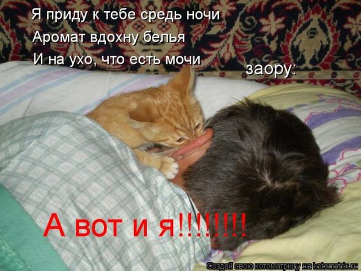 Кот пришел
