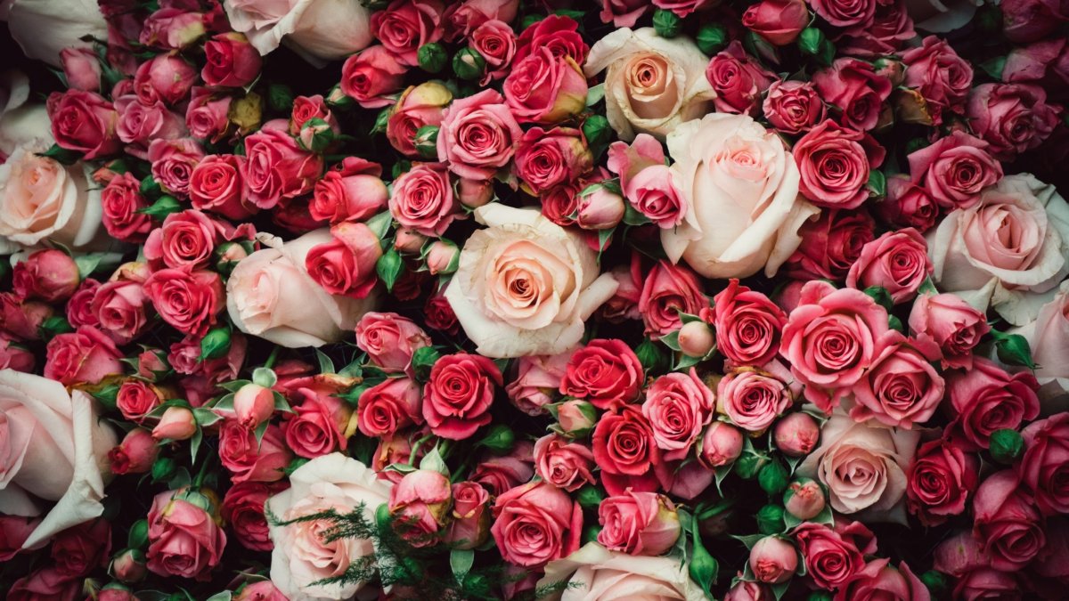 Шикарные цветы