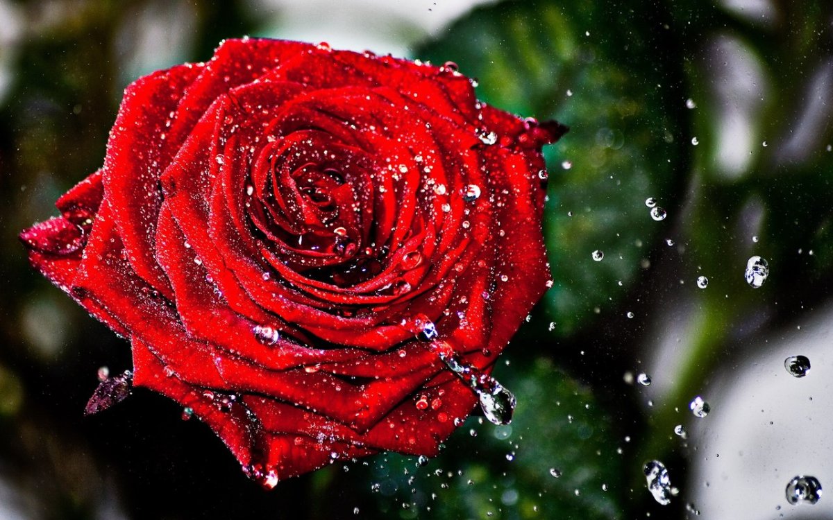 Роза красная блестящая