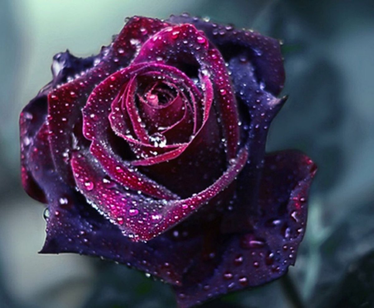 Цветы на аву