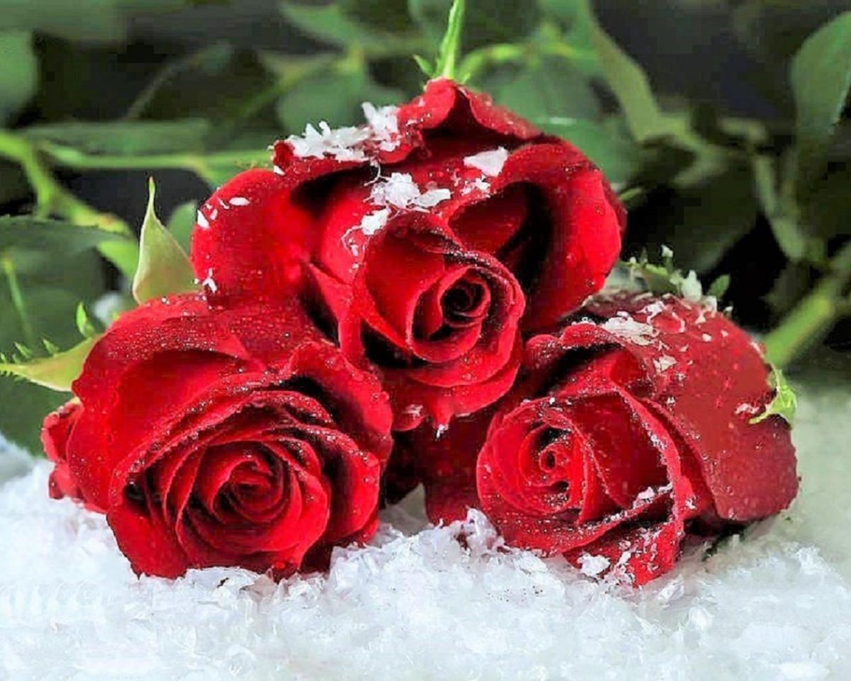 Букет красных роз на снегу