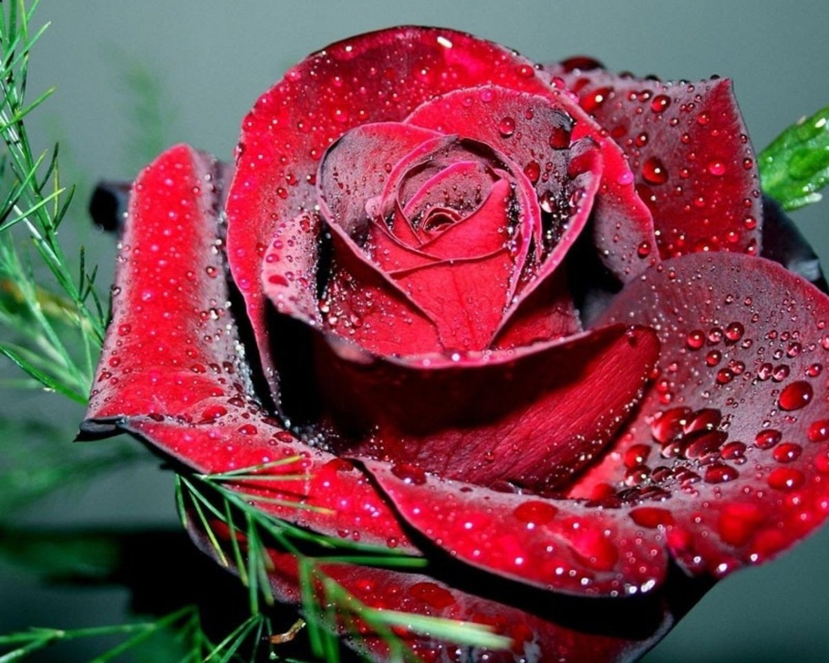 Шикарные живые розы