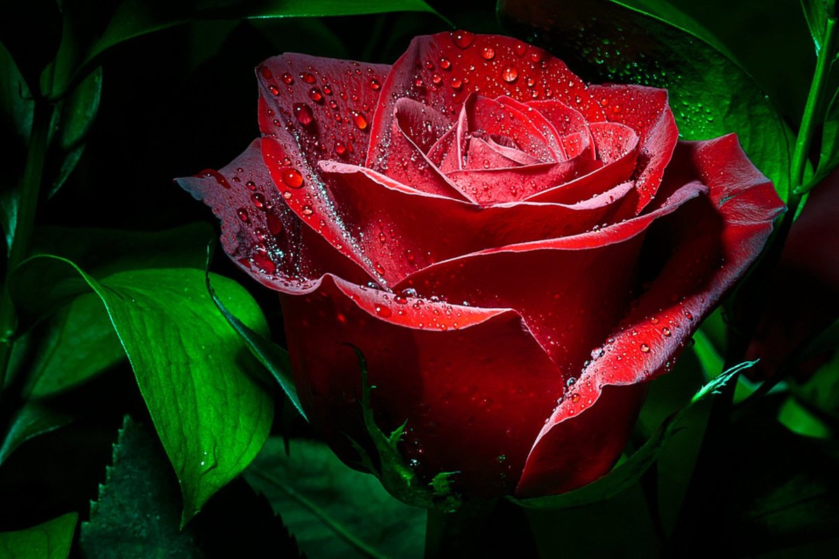 Алая роза в росе