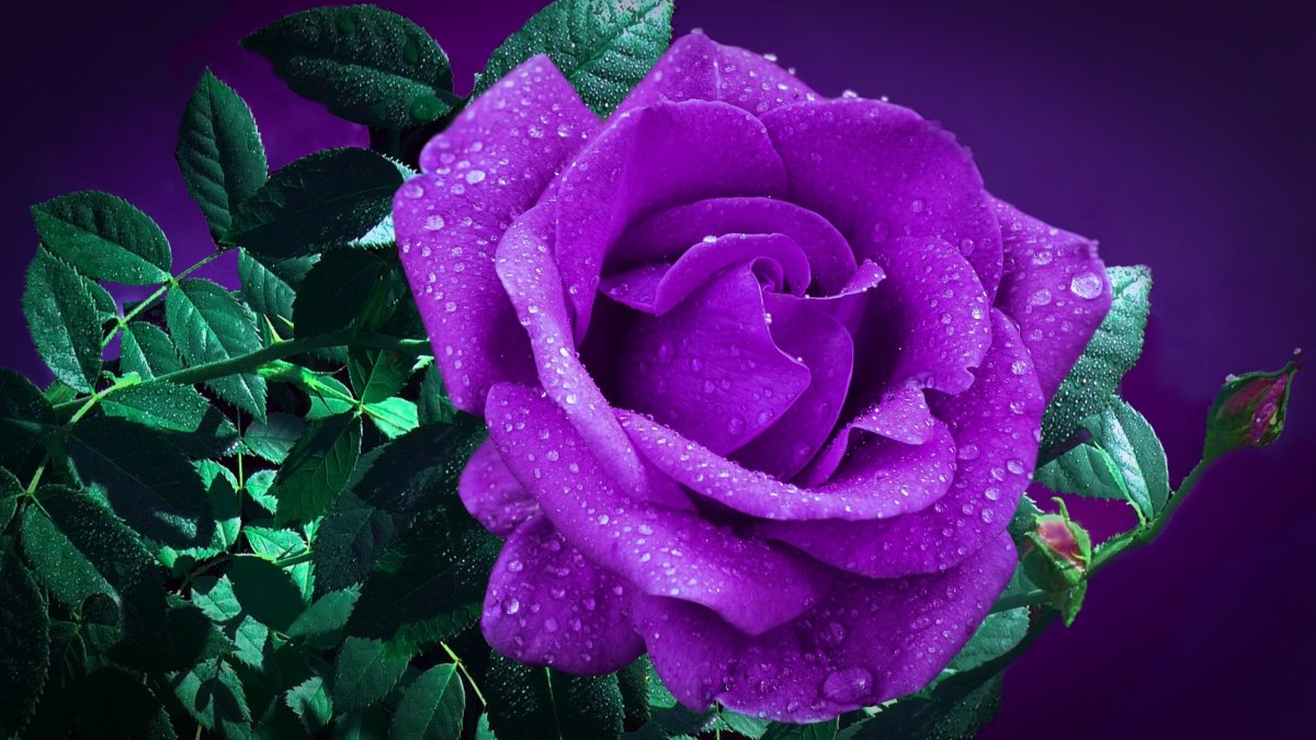 Картинки на рабочий стол цветы