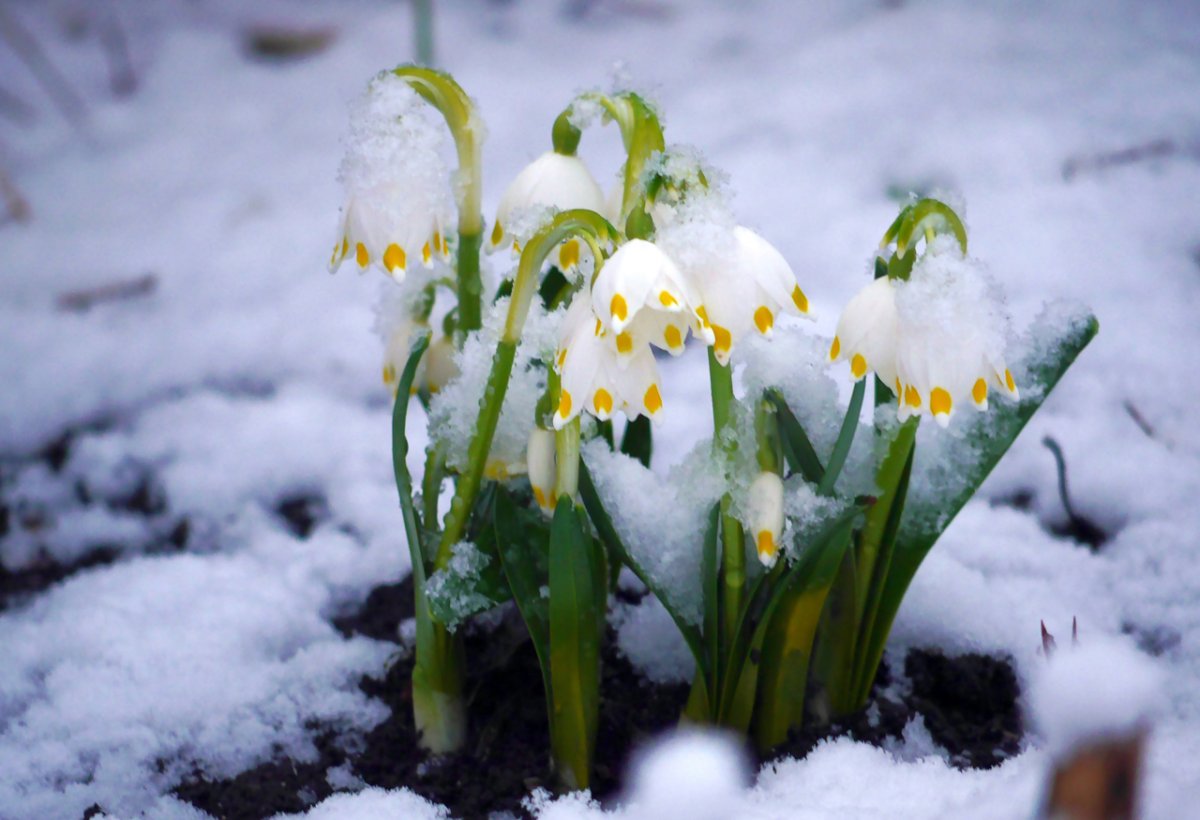 Рисование подснежники