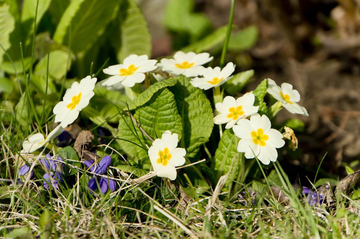Первоцвет почколистный