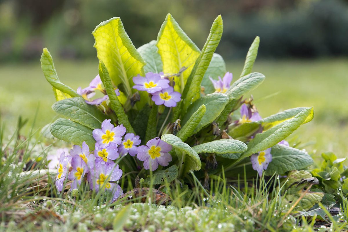 Примула Лесная