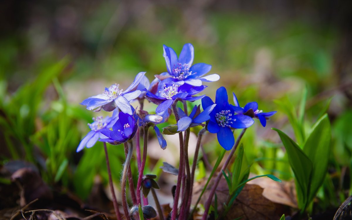 Прострел весенний сон-трава