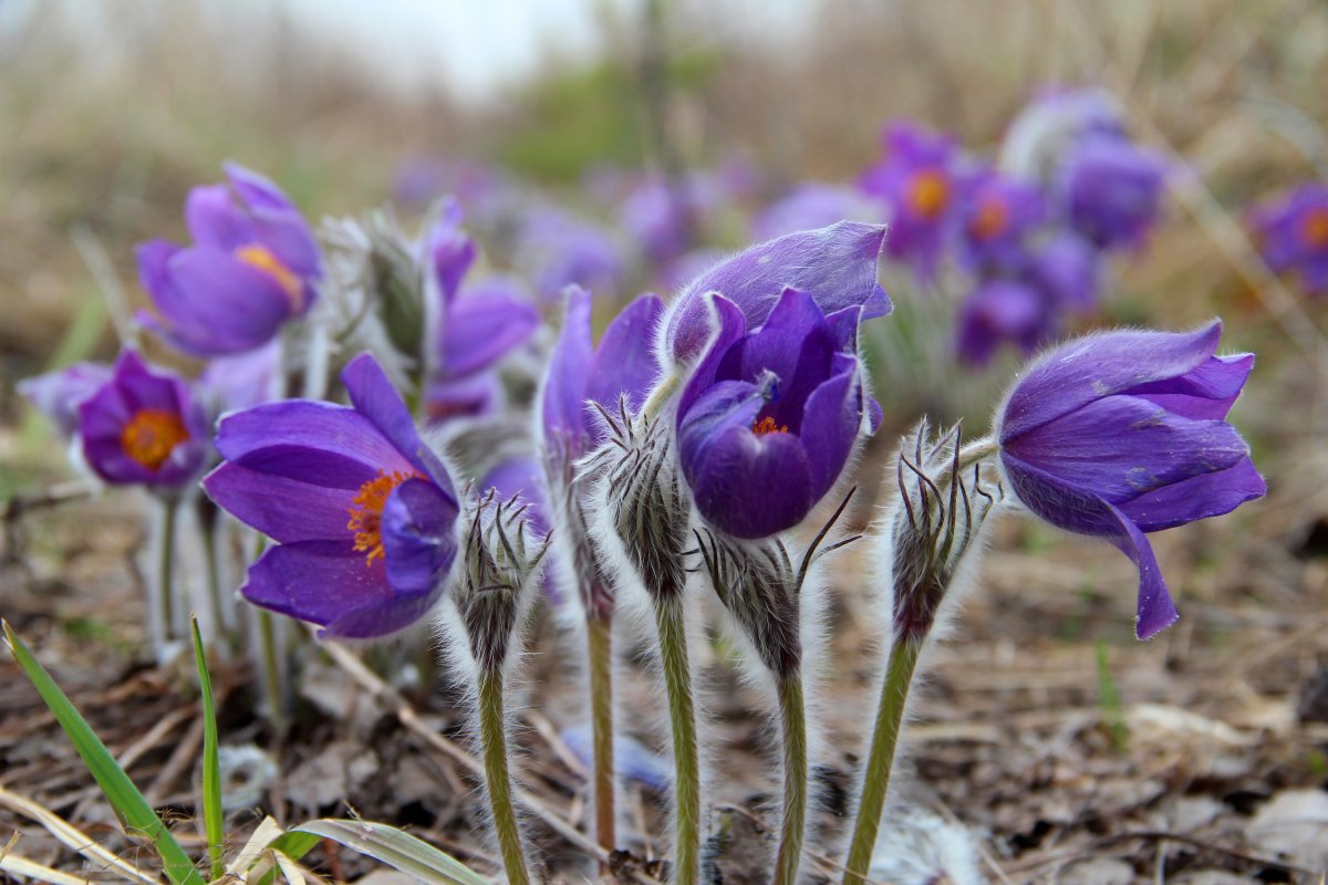 Примула розовая Лесная