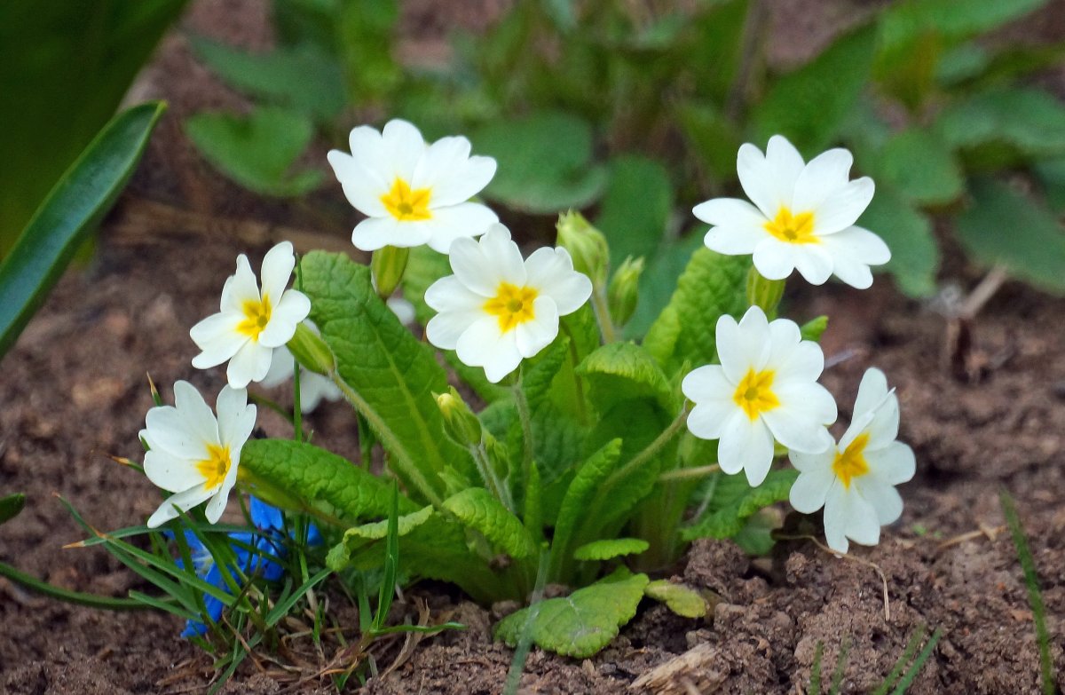 Еськов подснежники