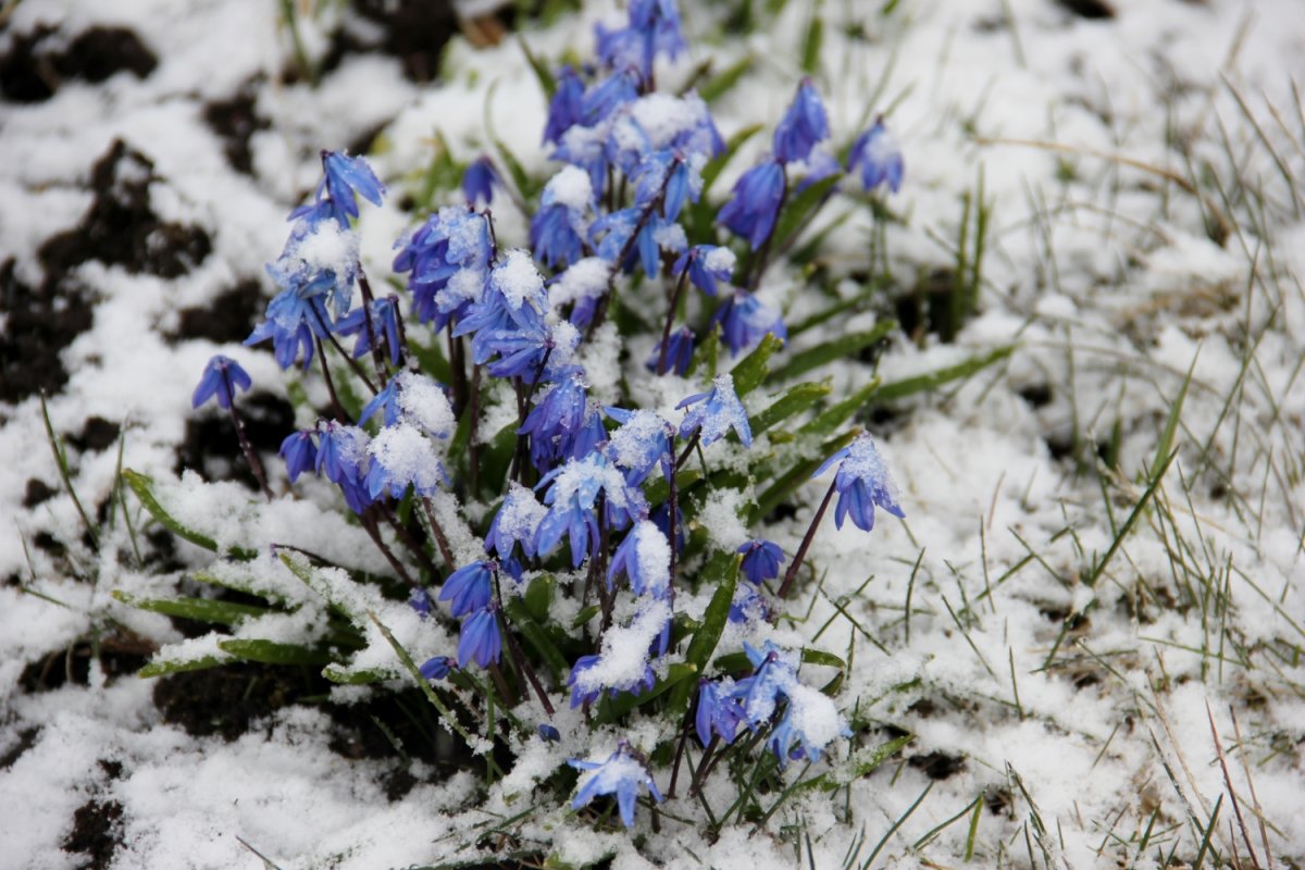 Подснежники акварель