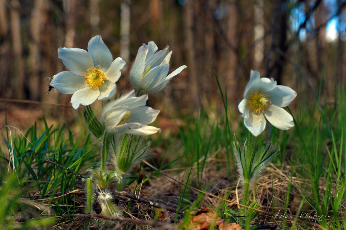 Раннецветущие растения Подснежник