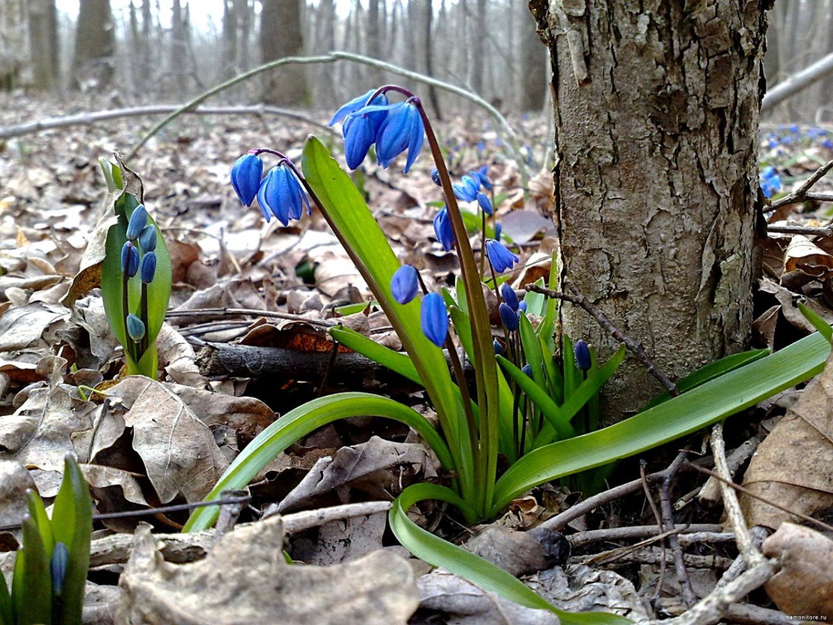Первоцветы нарциссы