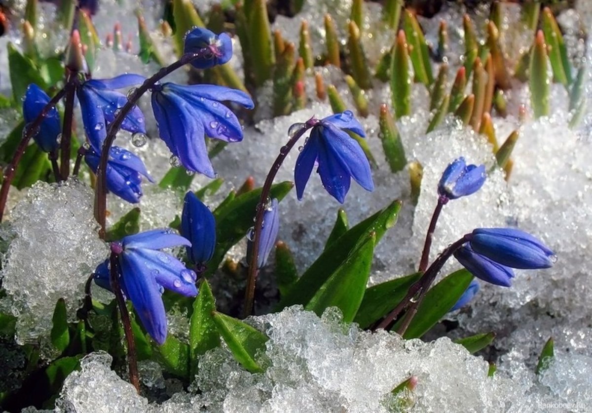 Весенние цветы карточки для детей