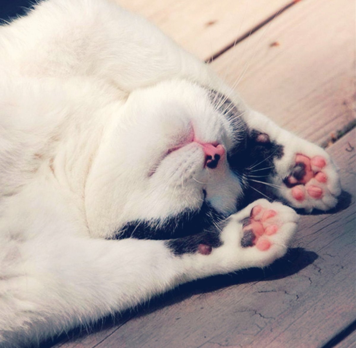 Субботнего позитива