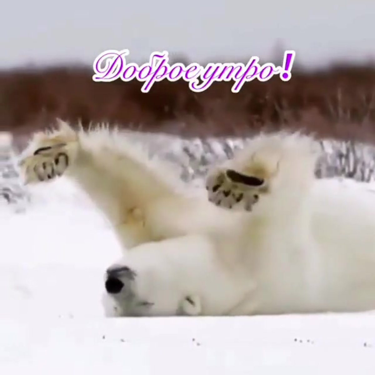 С добрым утром от медведя