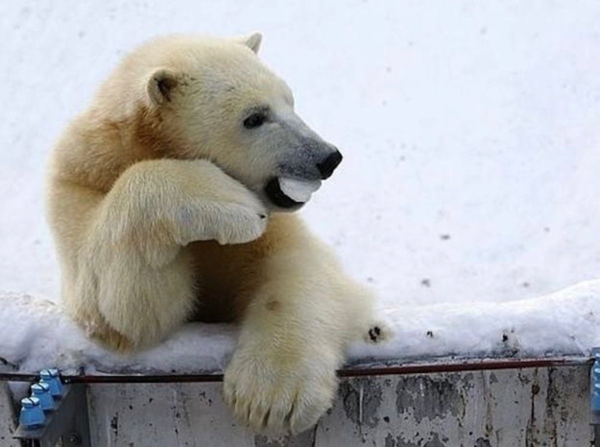 Белый мишка прикольный