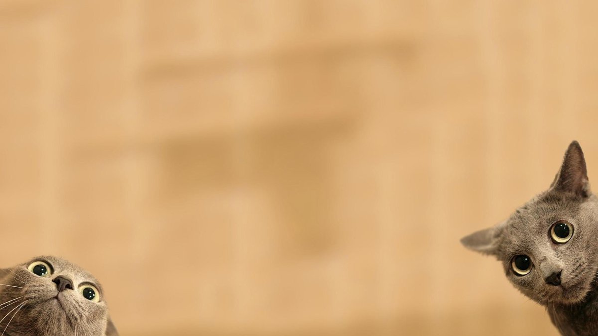 Веселый Пингвин