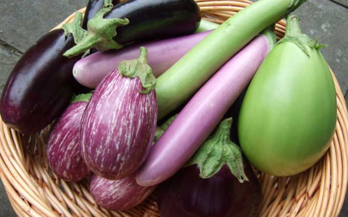 Красивый баклажан