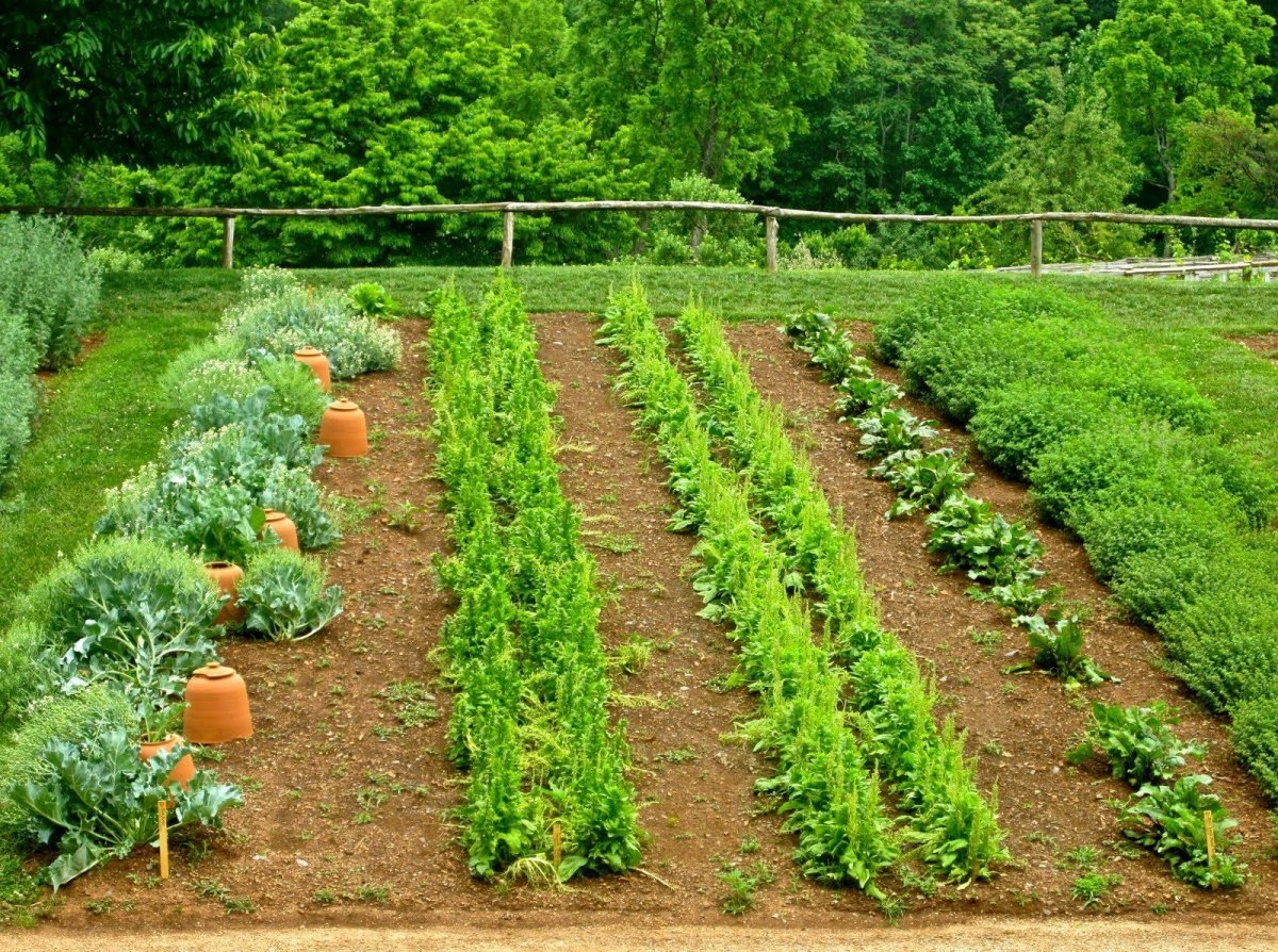 Огород грядки с овощами