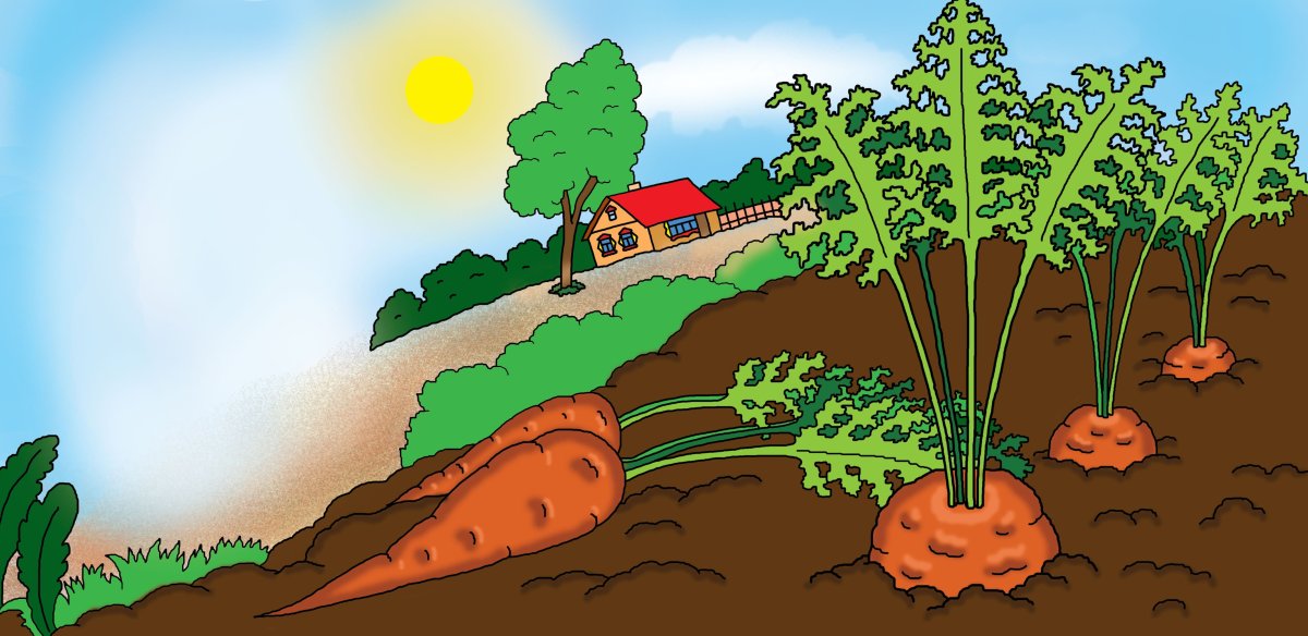 Грядка рисунок