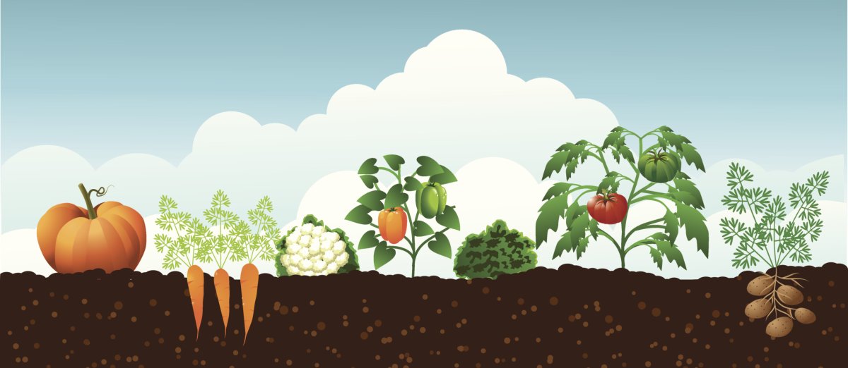 Как растут овощи?