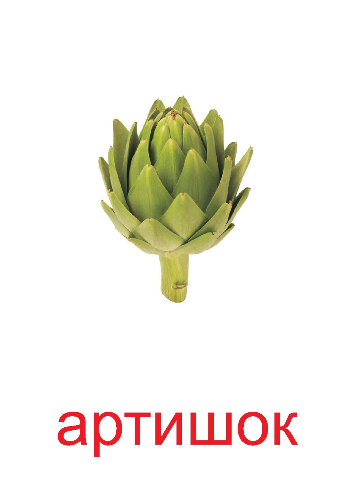 Артишок Флоренция