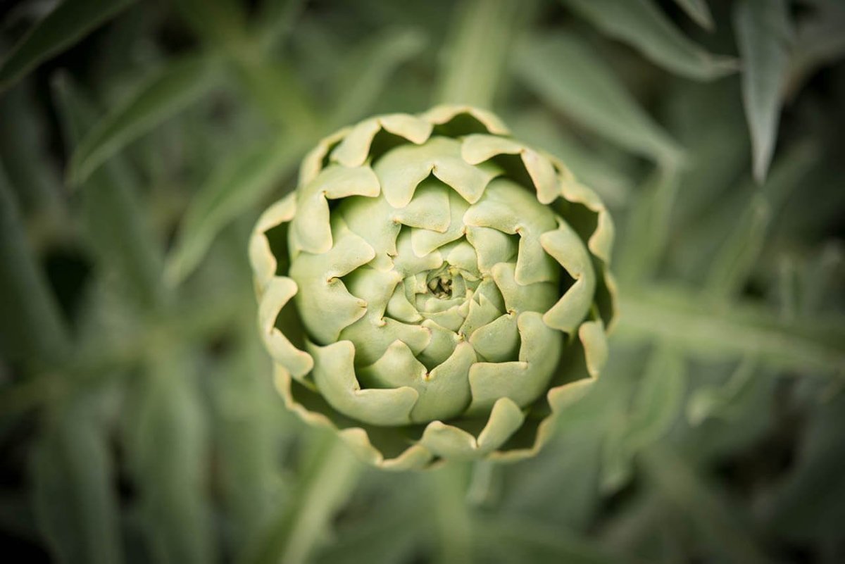 Артишоки маринованныесверху