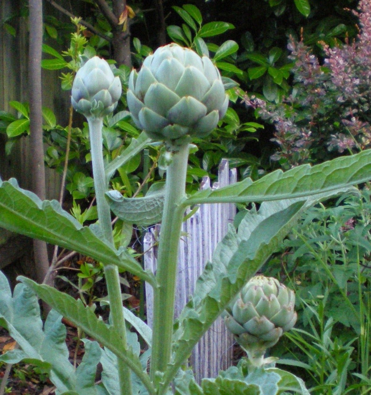 Артишок карандашом