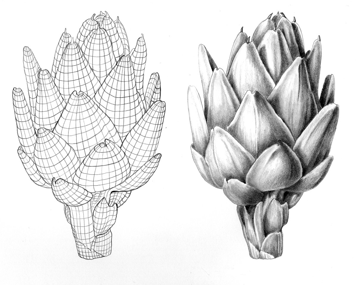 Артишок Сколимус 50