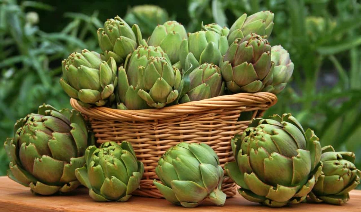 Артишок Римский