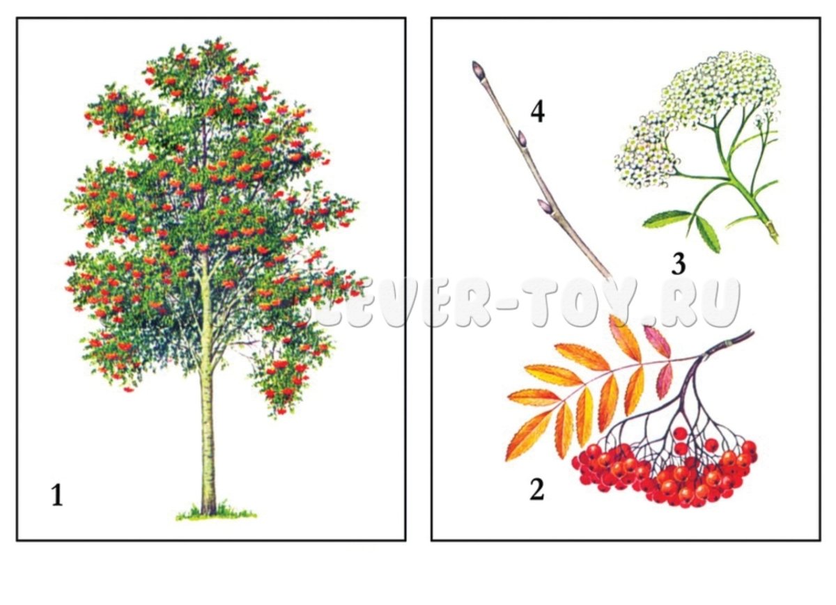 Рябина дерево лист плод