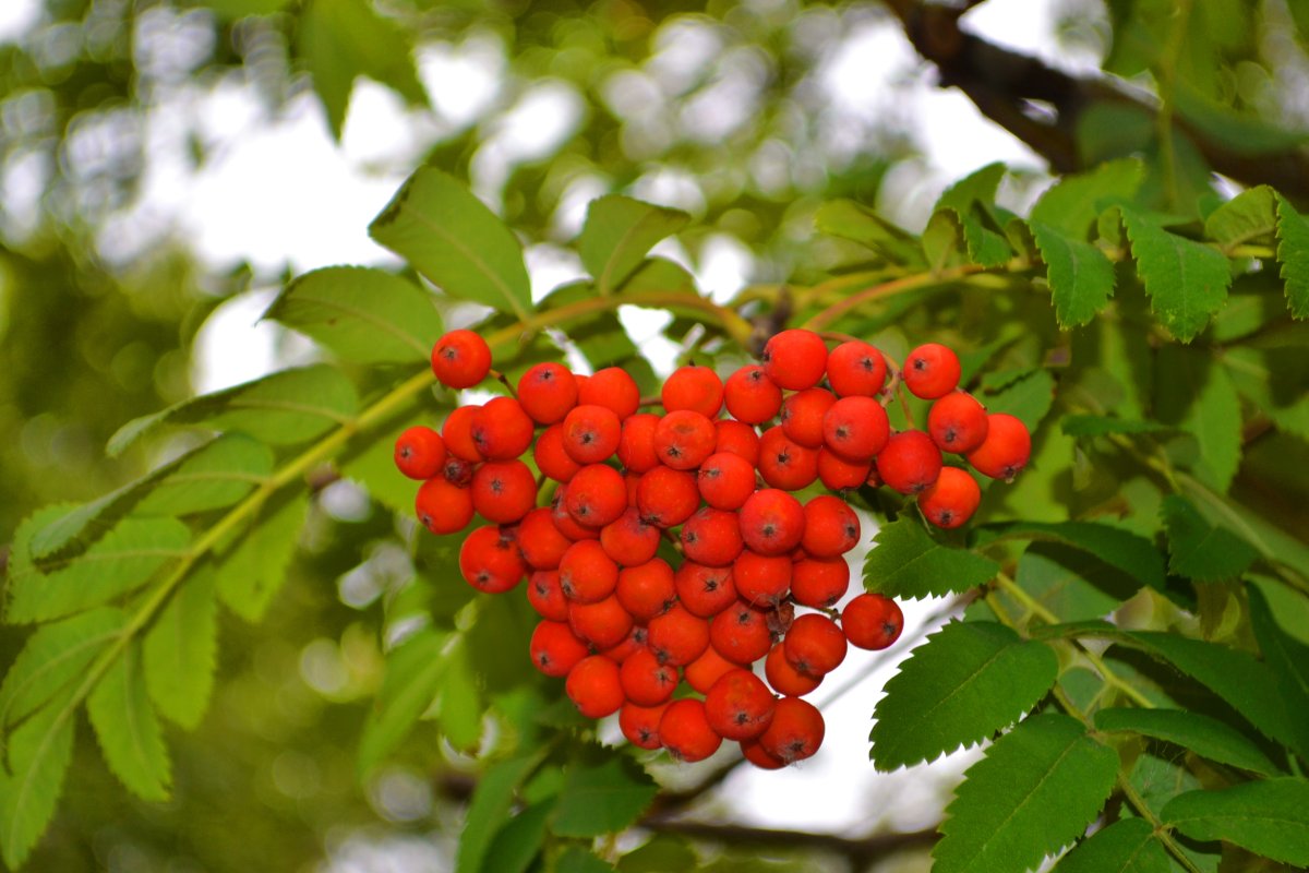 Рябина дерево для детей