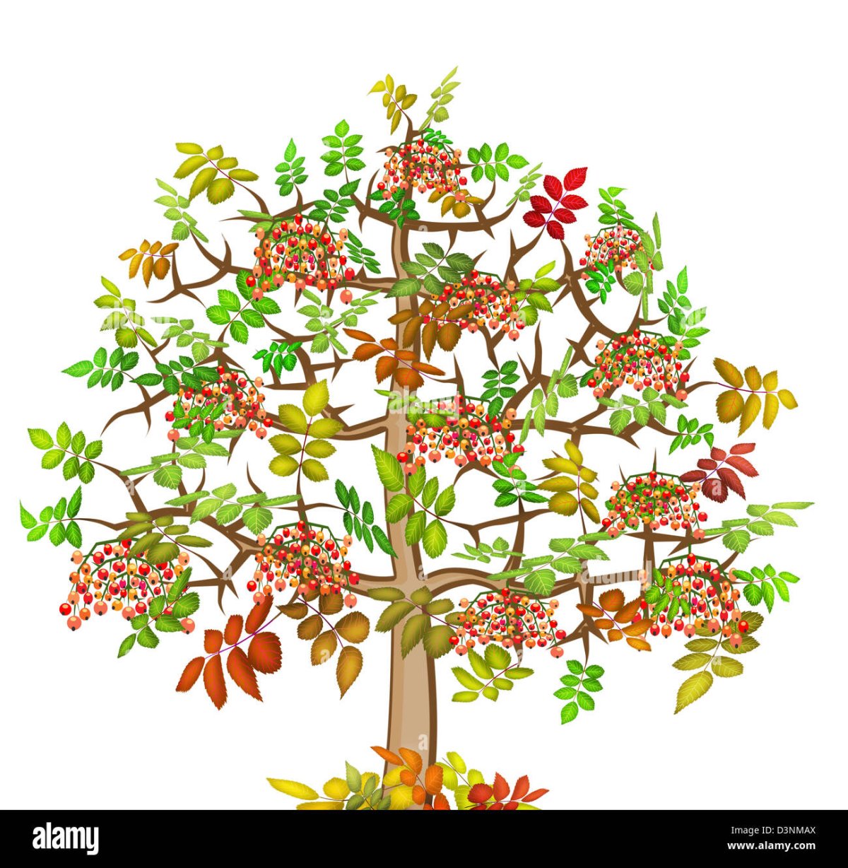 Рябина дерево