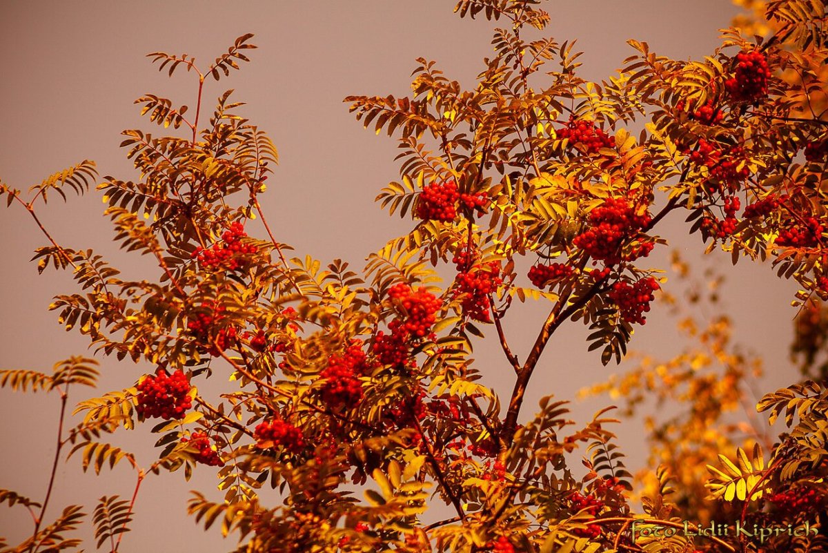 Рябина дерево