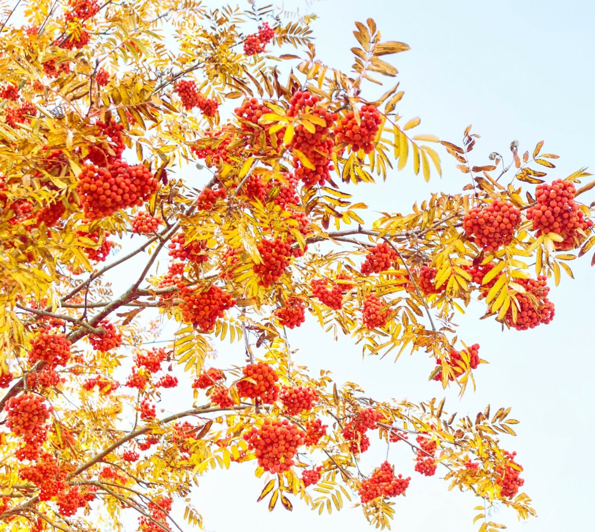 Осенняя рябина на белом фоне